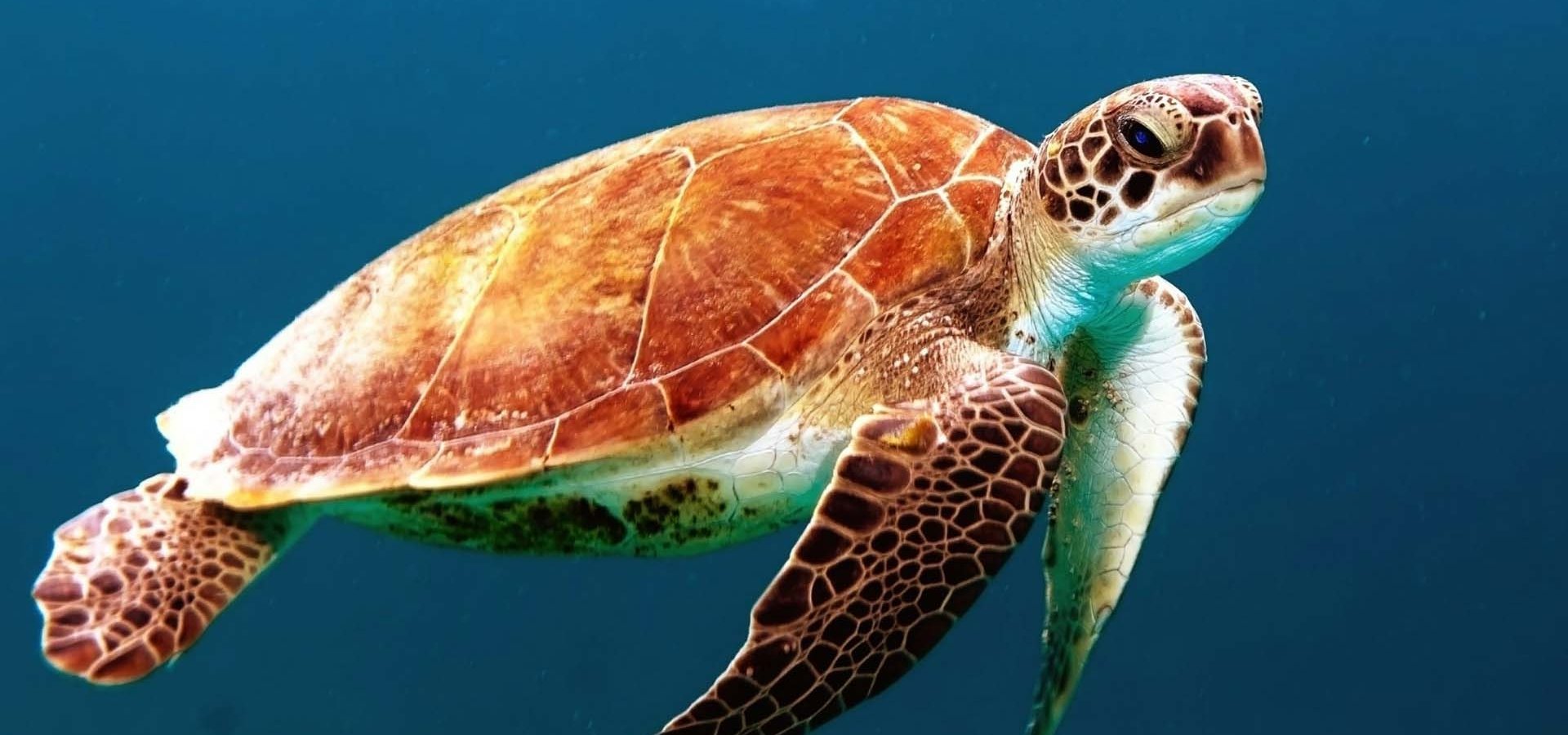 Sea Turtle